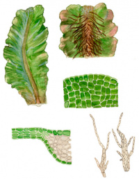 ����������� ������