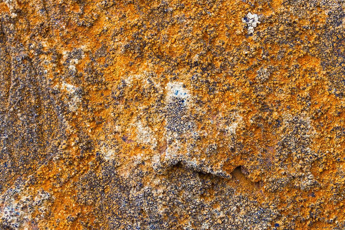 �������� �����������