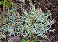 ��������� �����������