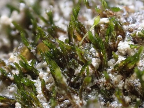 ��������� ���������