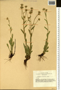 �������������� �������