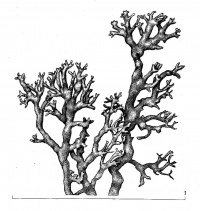 ���������� ����������