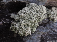 ������������ ������������