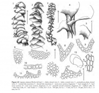 �������� ��������