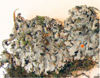 ���������� ����������