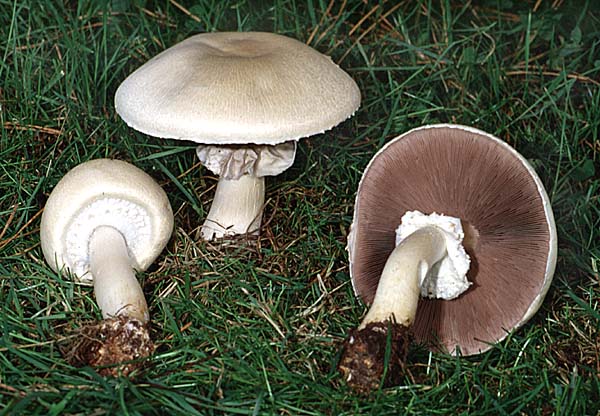 Agaricus arvensis