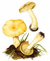 ��������� ����������, ������� ��������� 