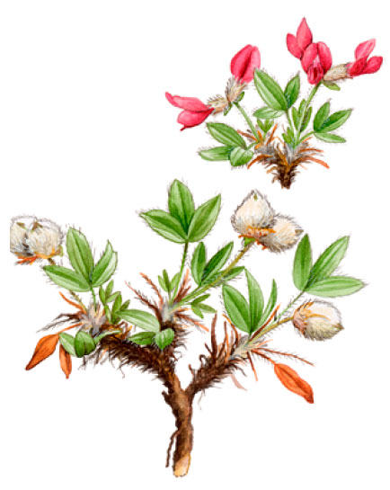 ������������� ��������������