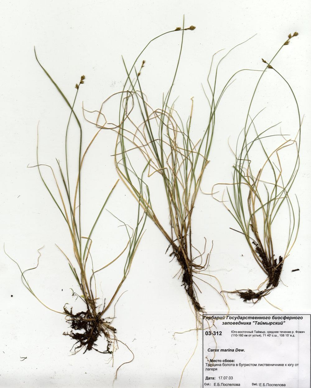 ����� �������