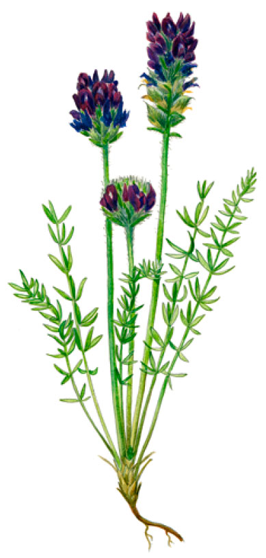 ������������� ������������