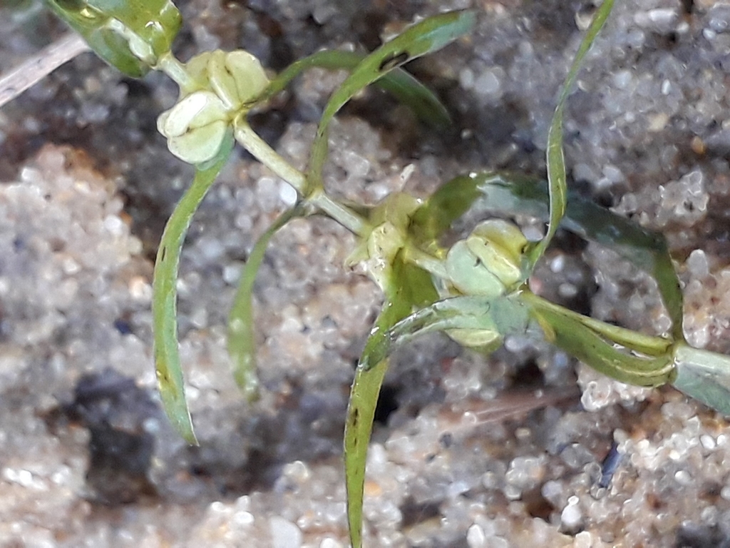 ����������� ���������