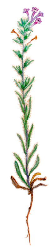 �������������� ��������