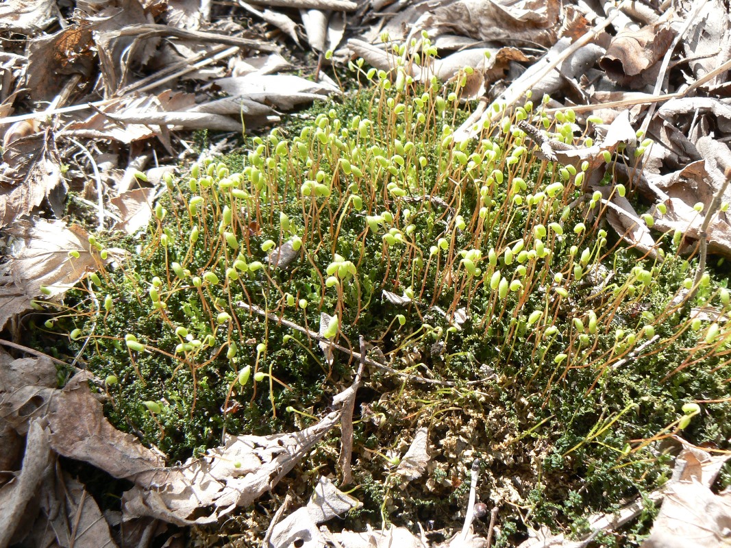 ����������� �������������