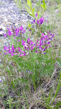 ������������� ������