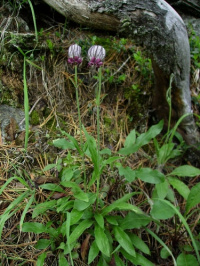 �������� �����