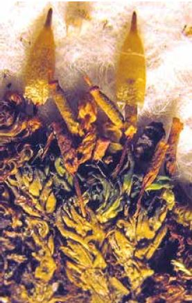 ��������� ���������������