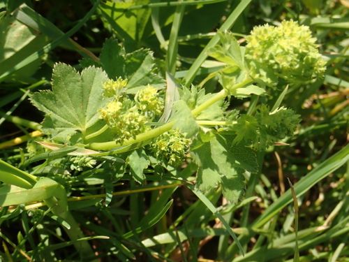 �������� ����������