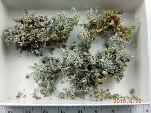 ������������ �������������