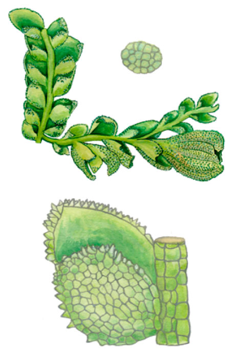 ����������� �����-������