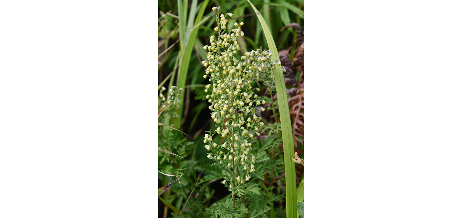 ������ ������