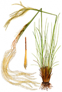 ������ ��������