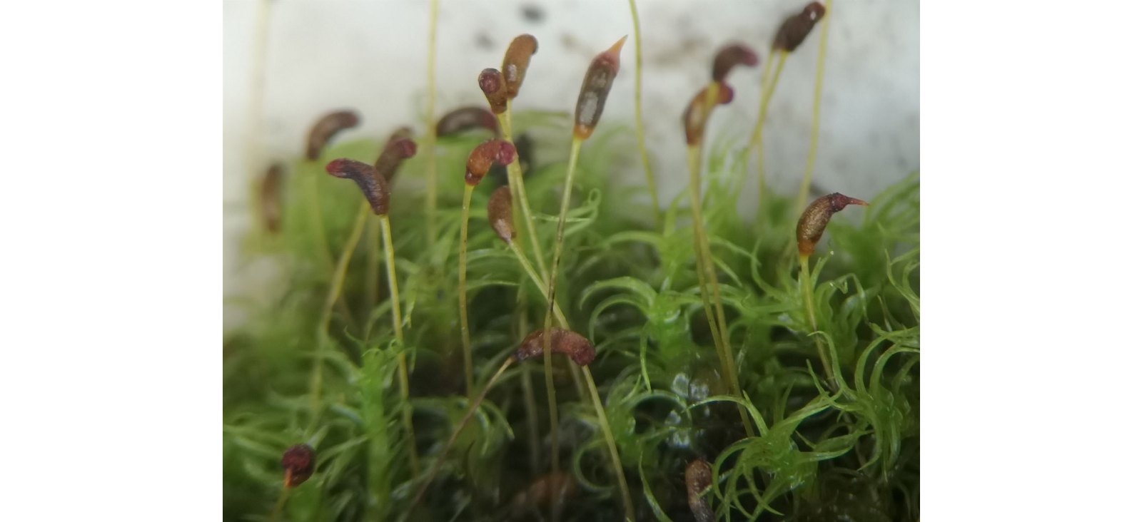 ������� ����������