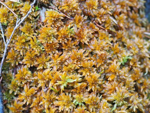 ������� ���������