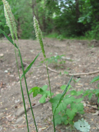 ��������� ����������������