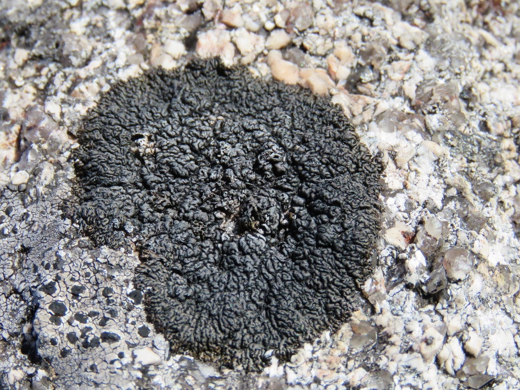 Allanthoparmelia alpicola 