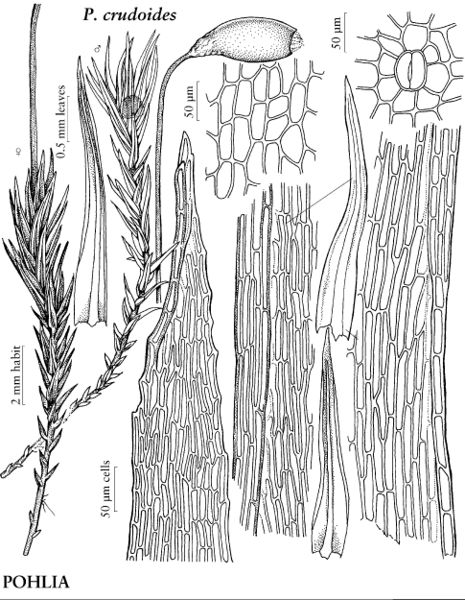 ����� ���������