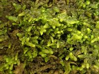 ������ �����������