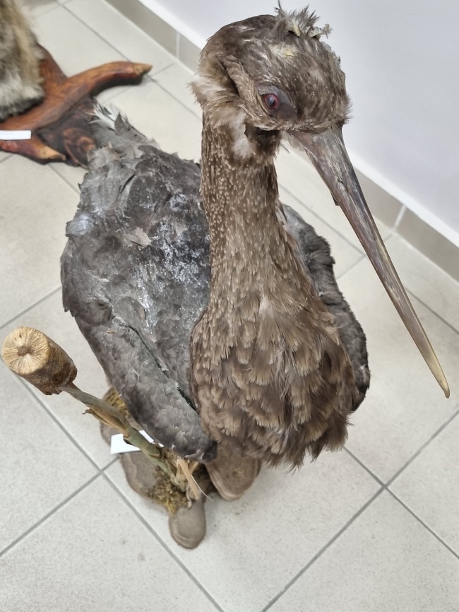 ������ ������� �����