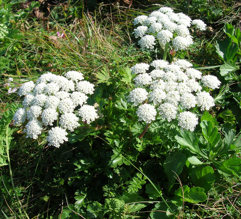 ��������� �������������