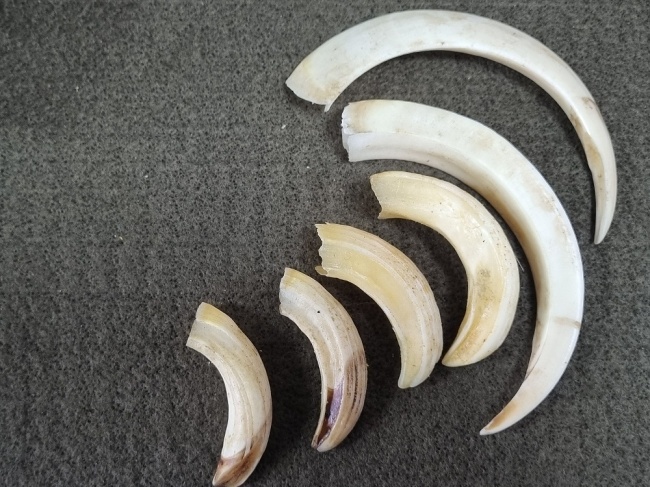 ����� ������