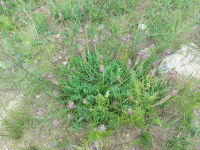 ������������� ����������