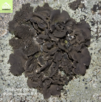 ����������� ����������, �������� ���������