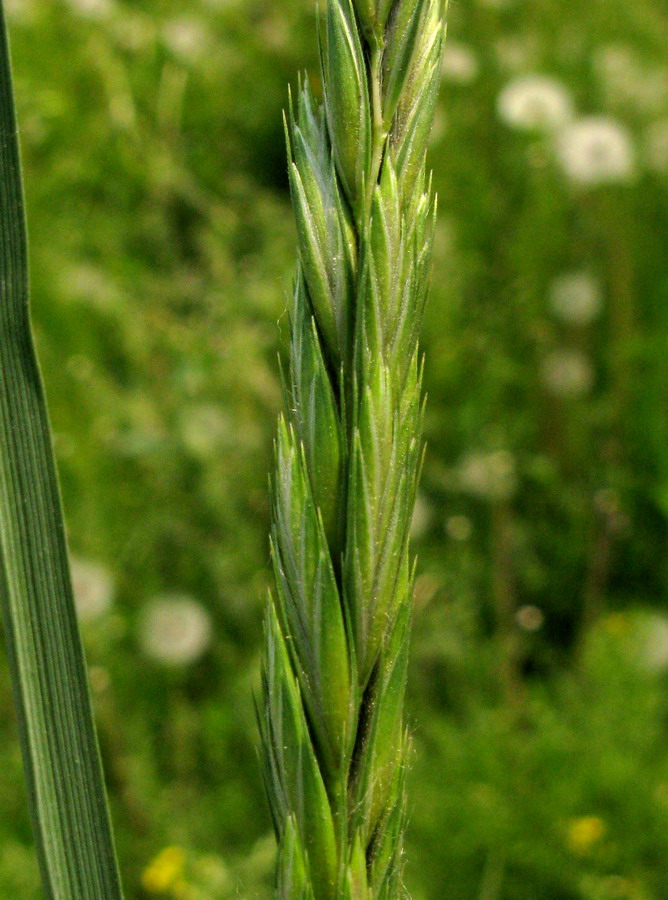 �������� ����������