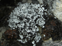 ������� �������������