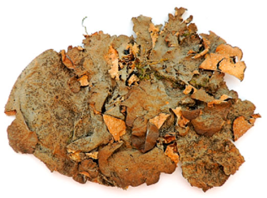 ������ �����-�����