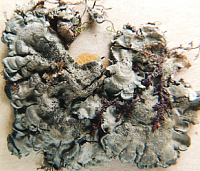 ����������� ���������