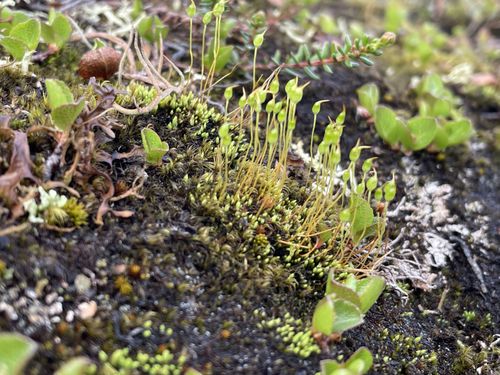 ���������� ���������������