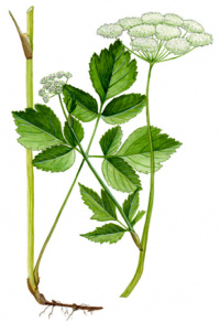 ����� �������������