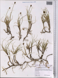 ����� ������������