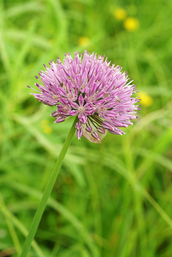 ��� �����������