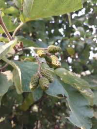 ����� ����������