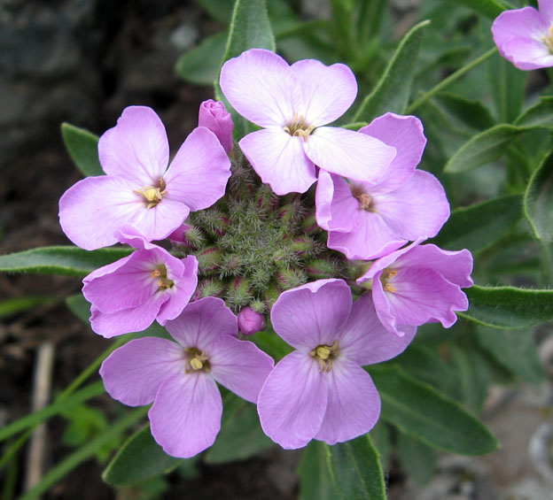 ������� ������������