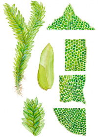 ��������� �������������