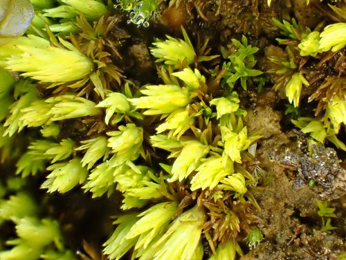 �������� �����������