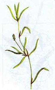 ����� ���������