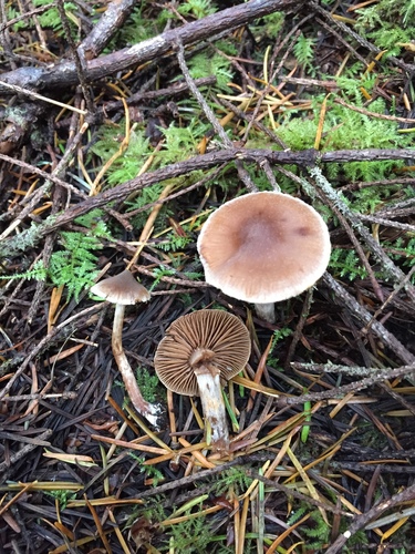 ��������� �����������